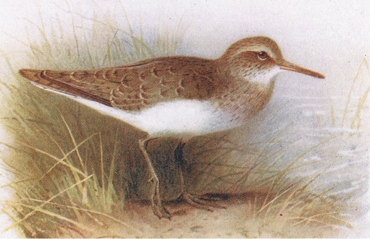 Andarríos Chico, de Aves de las Islas Británicas y Sus Huevos publicado por Frederick Warne & Co Ltd, 1958 de Archibald Thorburn