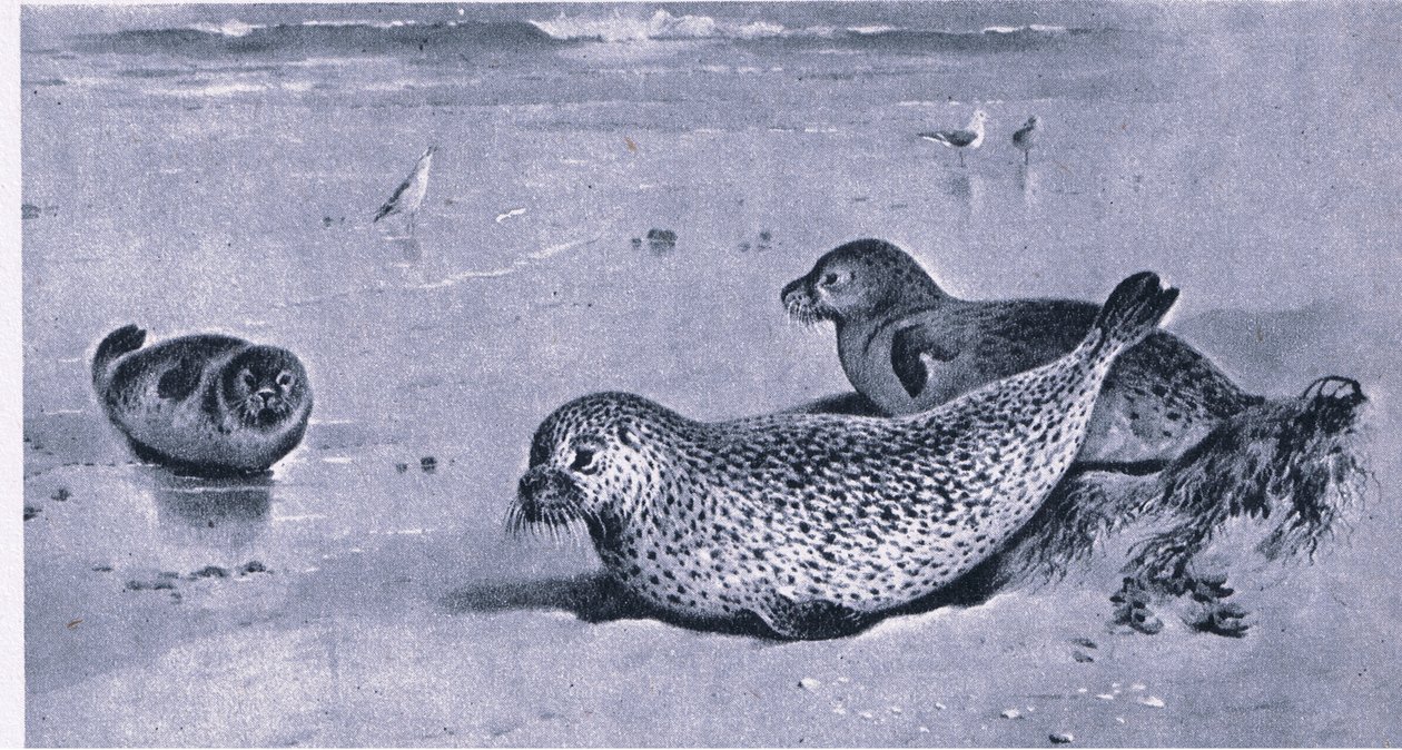 Foca Común, Naturaleza en Gran Bretaña publicado por Collins de Archibald Thorburn