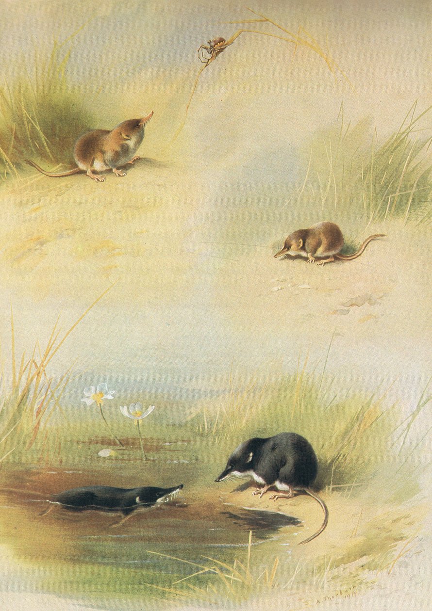 Musaraña común, musaraña menor y musaraña de agua, de Mamíferos de Thorburn publicado por Longmans and Co, c. 1920 de Archibald Thorburn