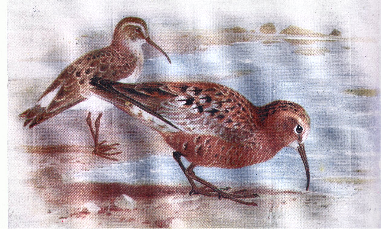 Correlimos Zarapitín, de Aves de las Islas Británicas y Sus Huevos publicado por Frederick Warne & Co Ltd, 1958 de Archibald Thorburn
