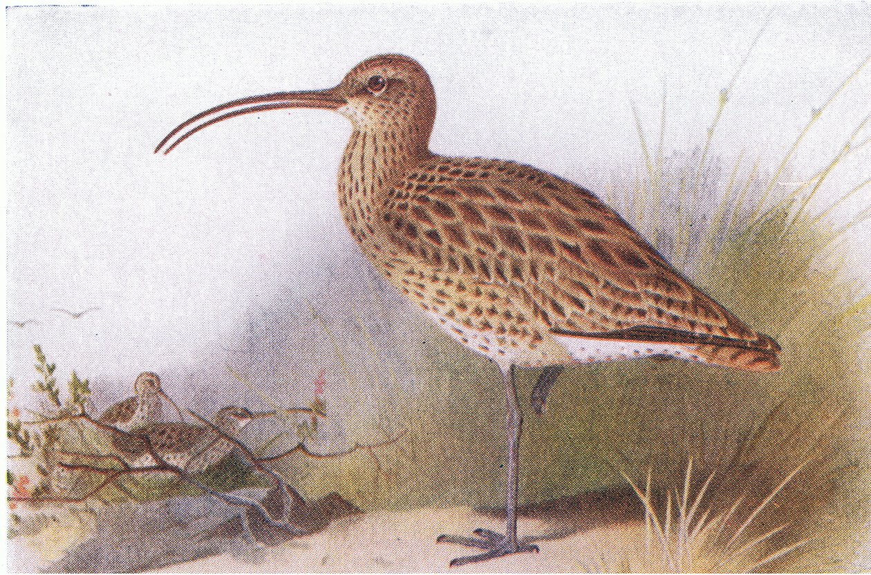 Zarapito Real, de Aves de las Islas Británicas y Sus Huevos publicado por Frederick Warne & Co Ltd, 1958 de Archibald Thorburn