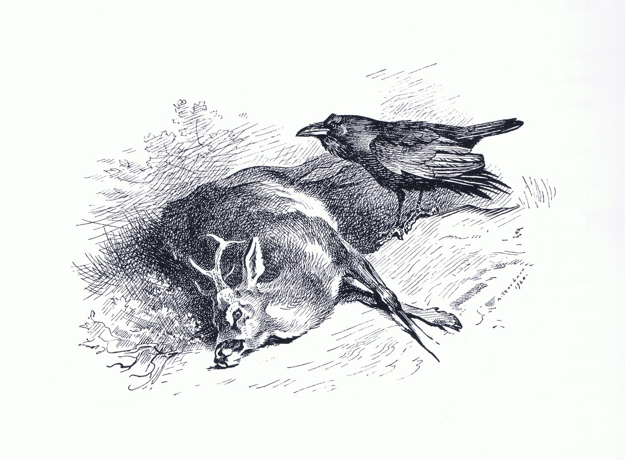 Ciervo muerto y cuervo, de los Mamíferos de Thorburn publicado por Longmans and Co, c. 1920 de Archibald Thorburn