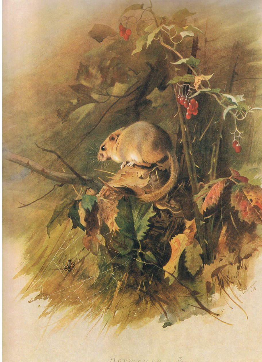 Lirón, de los mamíferos de Thorburn publicado por Longmans and Co, c. 1920 de Archibald Thorburn