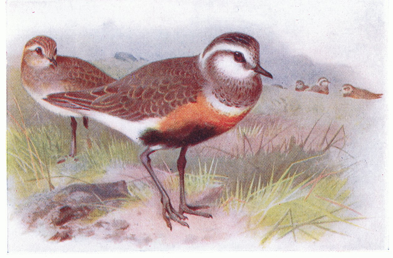 Chorlito Carambolo, de Aves de las Islas Británicas y Sus Huevos publicado por Frederick Warne & Co Ltd, 1958 de Archibald Thorburn
