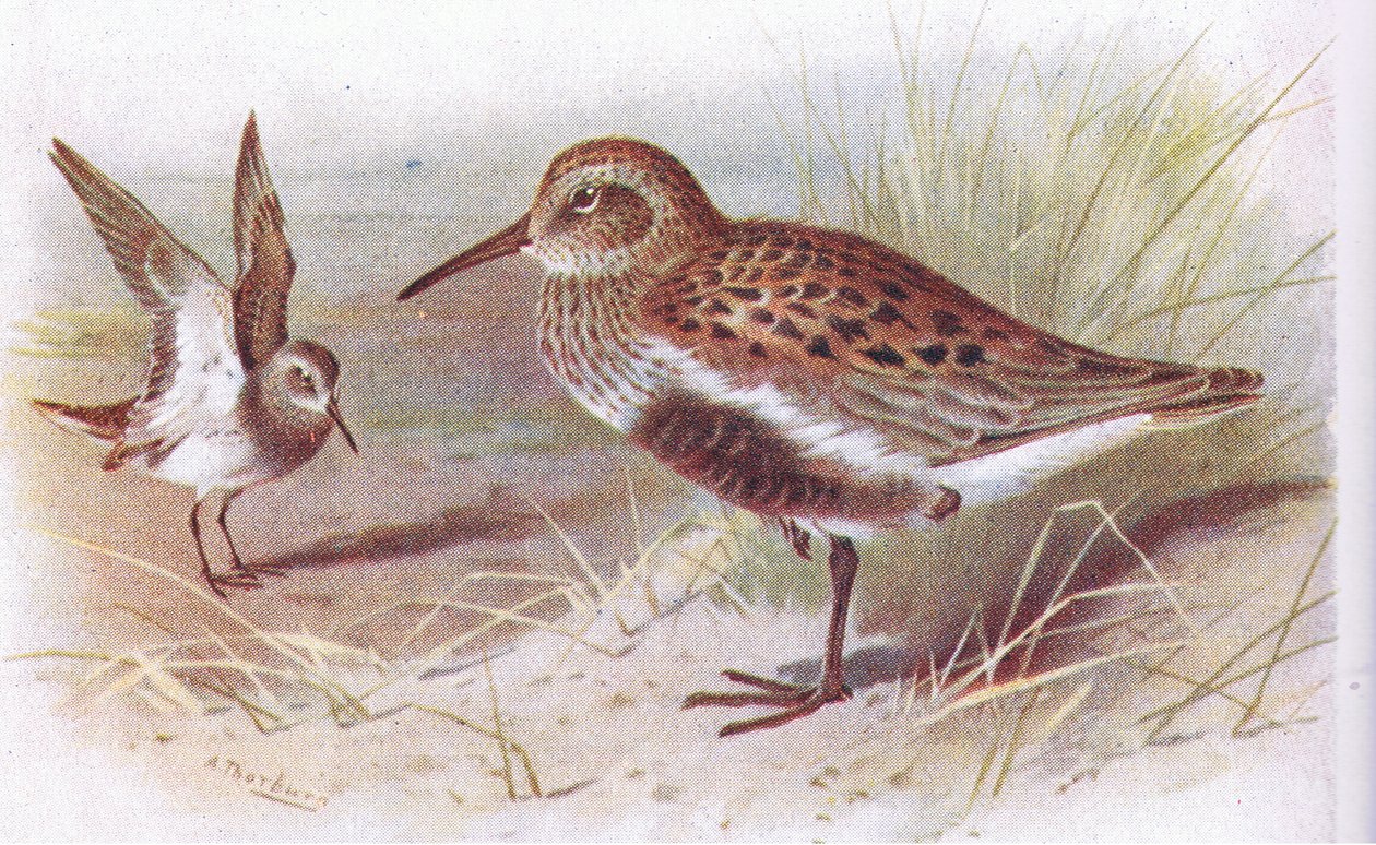 Correlimos Común (verano e invierno), de Aves de las Islas Británicas y Sus Huevos publicado por Frederick Warne & Co Ltd, 1958 de Archibald Thorburn
