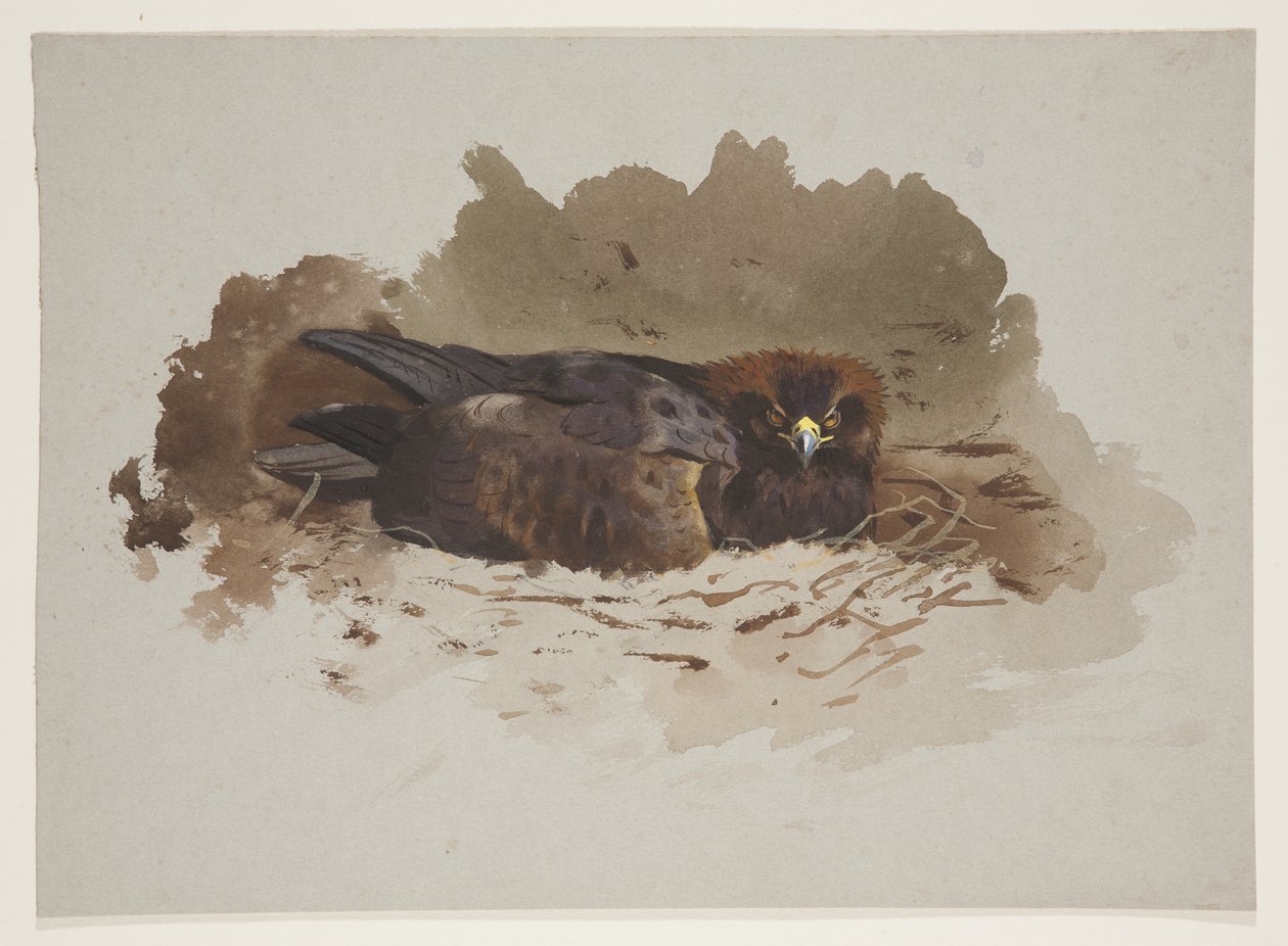 Águila en nido, c.1915 de Archibald Thorburn