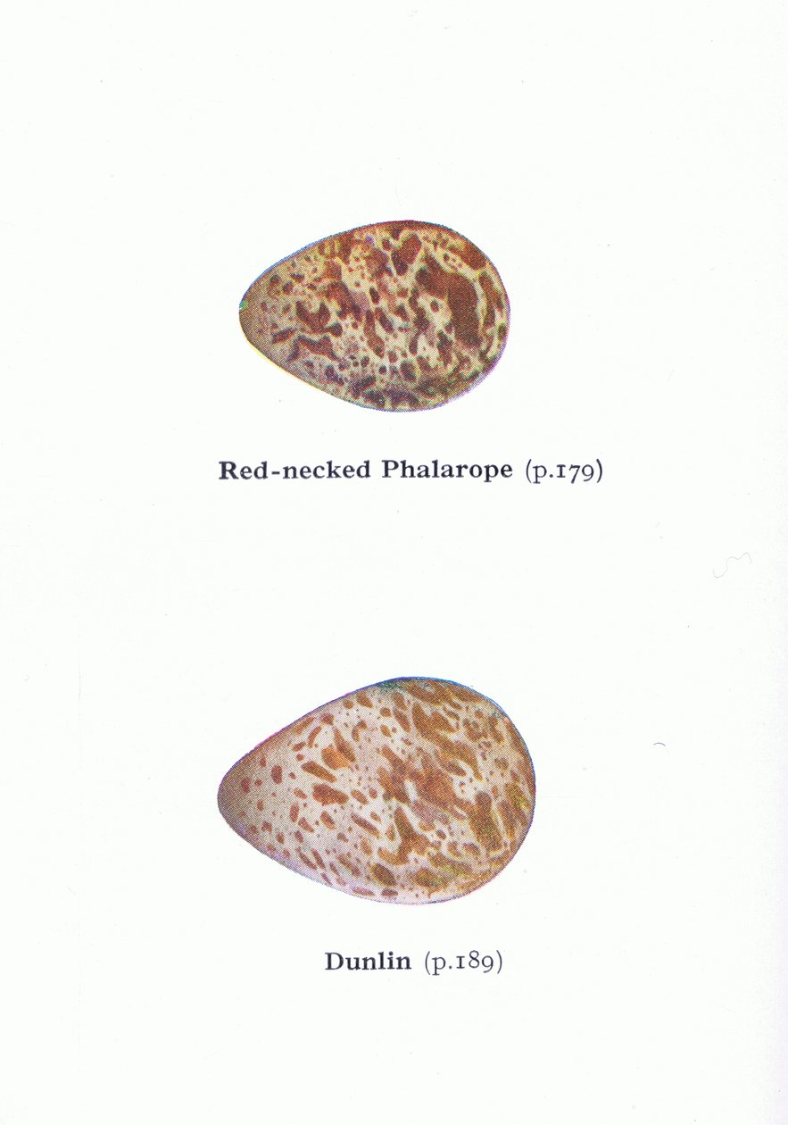 Huevos: Falaropo Picofino y Correlimos Común, de Aves de las Islas Británicas y Sus Huevos publicado por Frederick Warne & Co Ltd, 1958 de Archibald Thorburn