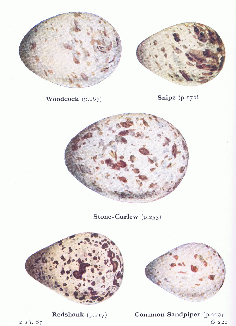Huevos: Becada; Agachadiza, Alcaraván, Archibebe común, Andarríos chico, de Aves de las Islas Británicas y sus Huevos publicado por Frederick Warne & Co Ltd, 1958 de Archibald Thorburn