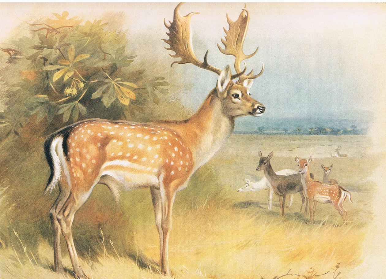 Gamo, de los mamíferos de Thorburn publicado por Longmans and Co, c. 1920 de Archibald Thorburn