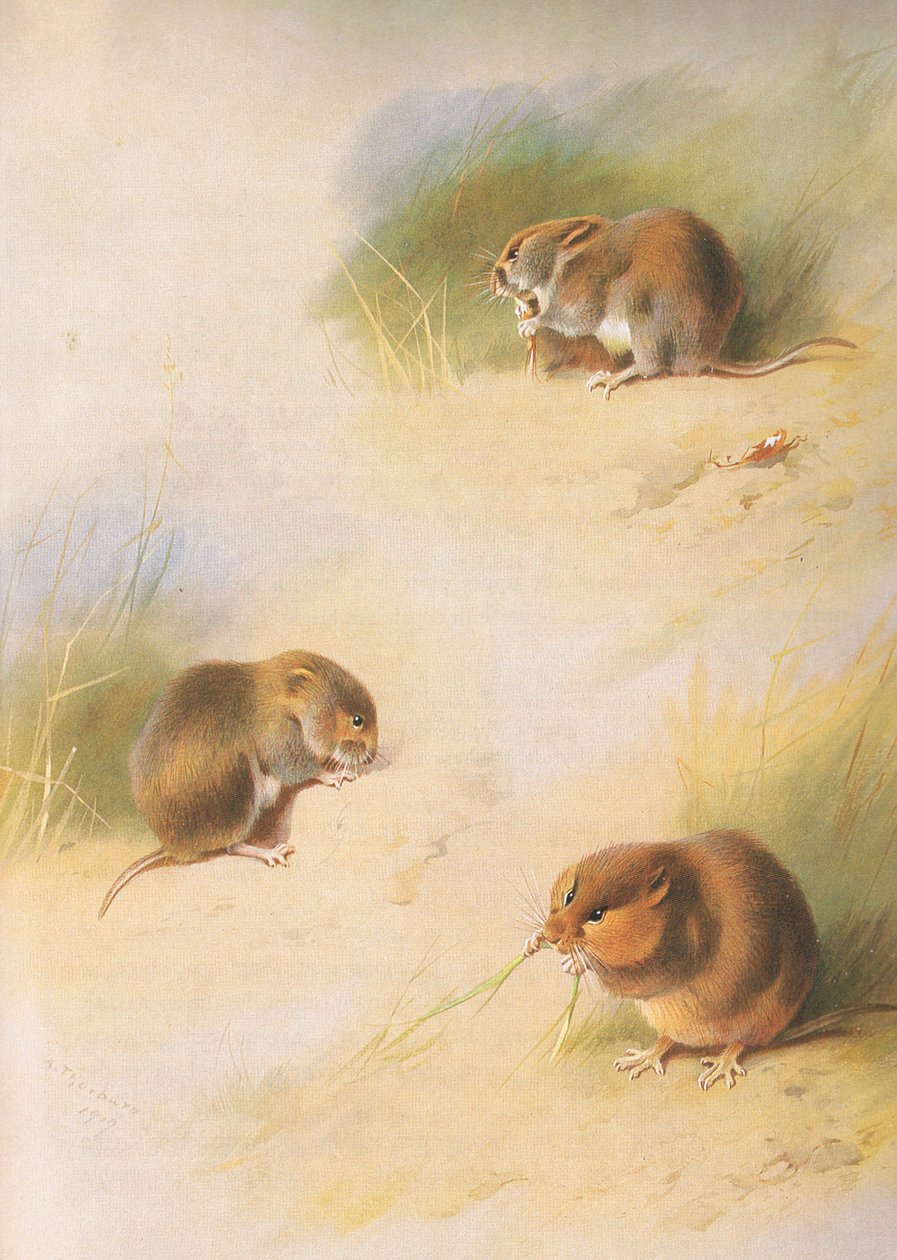 Topillo de campo, topillo bancario y topillo de Orkney, de los mamíferos de Thorburn publicado por Longmans and Co, c. 1920 de Archibald Thorburn