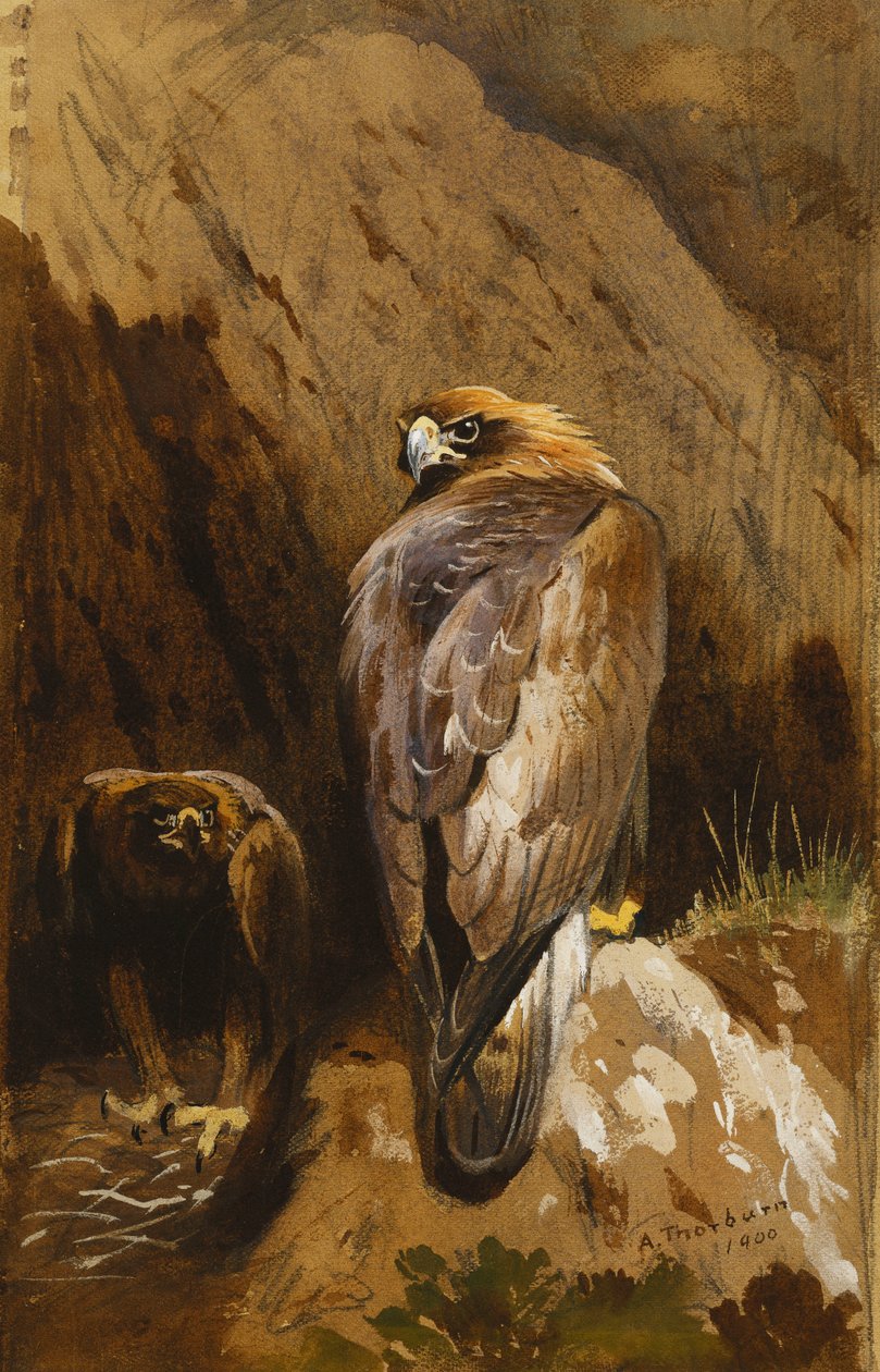 Águilas reales en su nido de Archibald Thorburn