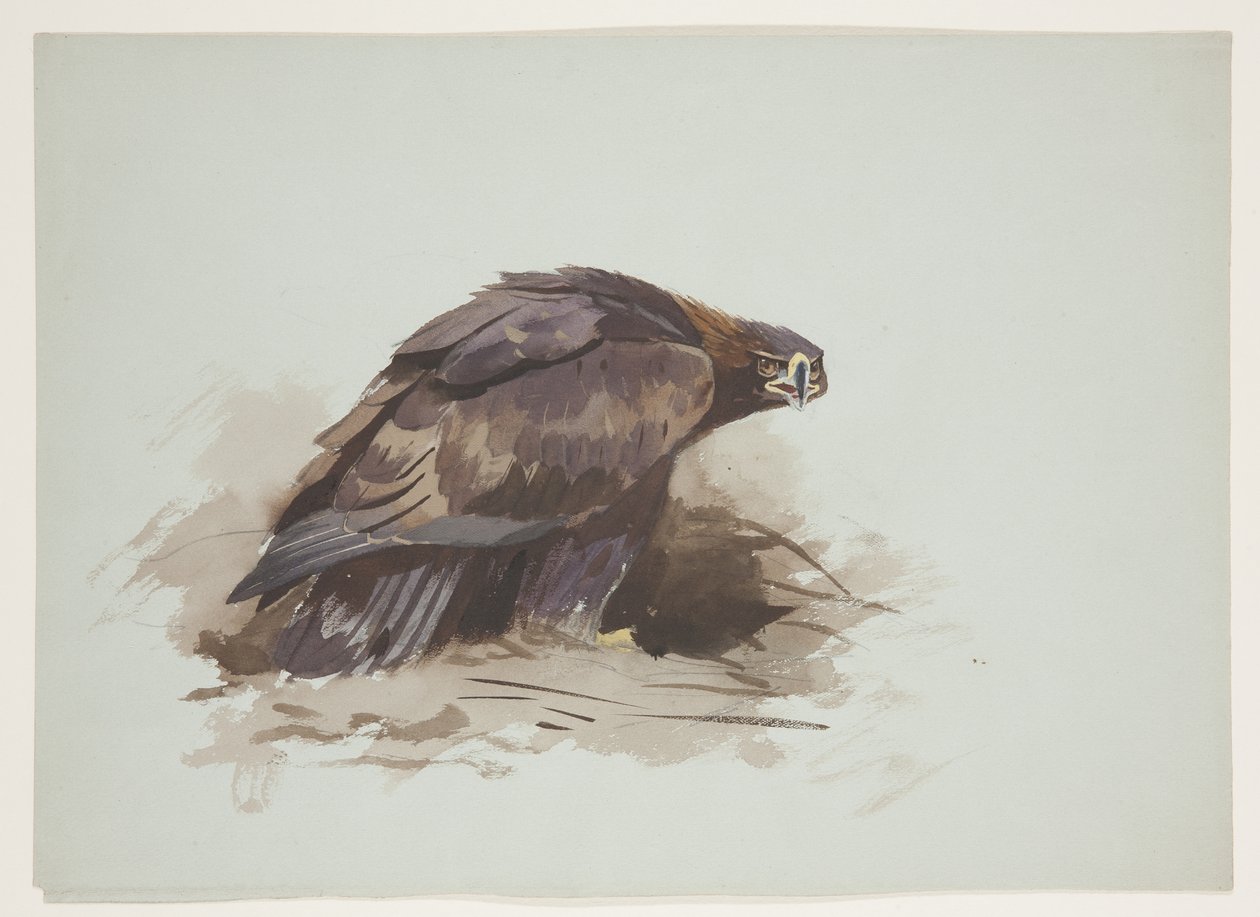 Águila dorada, c.1915 de Archibald Thorburn