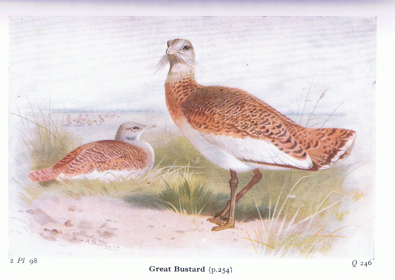 Avutarda, de Aves de las Islas Británicas y sus Huevos publicado por Frederick Warne & Co Ltd, 1958 de Archibald Thorburn