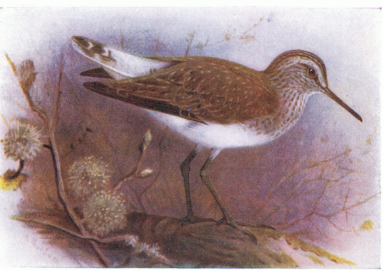 Andarríos verde, de Aves de las Islas Británicas y sus Huevos publicado por Frederick Warne & Co Ltd, 1958 de Archibald Thorburn