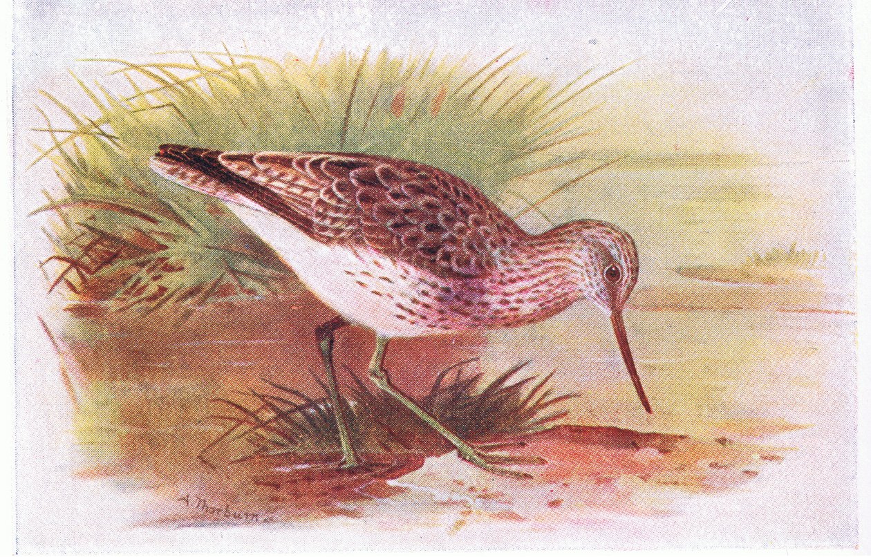 Archibebe Claro, de Aves de las Islas Británicas y Sus Huevos publicado por Frederick Warne & Co Ltd, 1958 de Archibald Thorburn