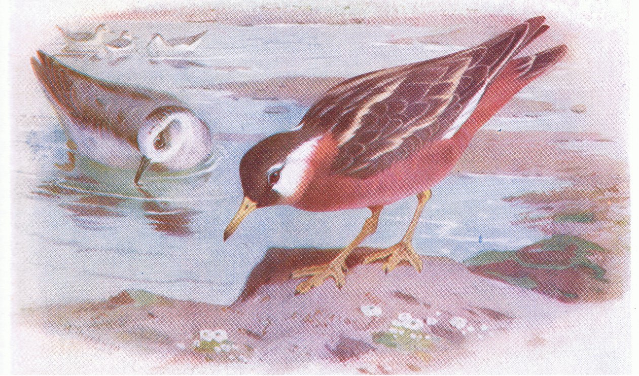 Falaropo Picogrueso (verano y otoño), de Aves de las Islas Británicas y Sus Huevos publicado por Frederick Warne & Co Ltd, 1958 de Archibald Thorburn