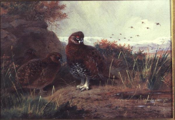 Urogallo en un paisaje invernal de Archibald Thorburn