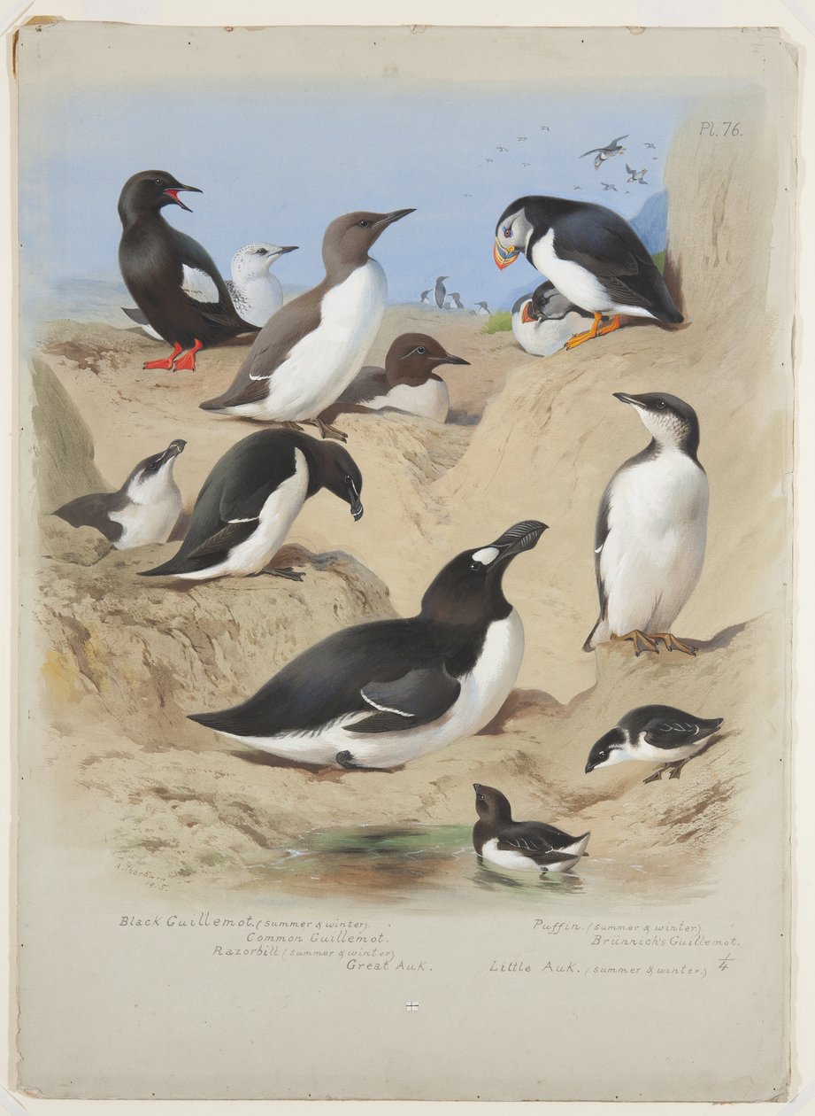 Araos, alca, frailecillo y álcidos, c.1915 de Archibald Thorburn