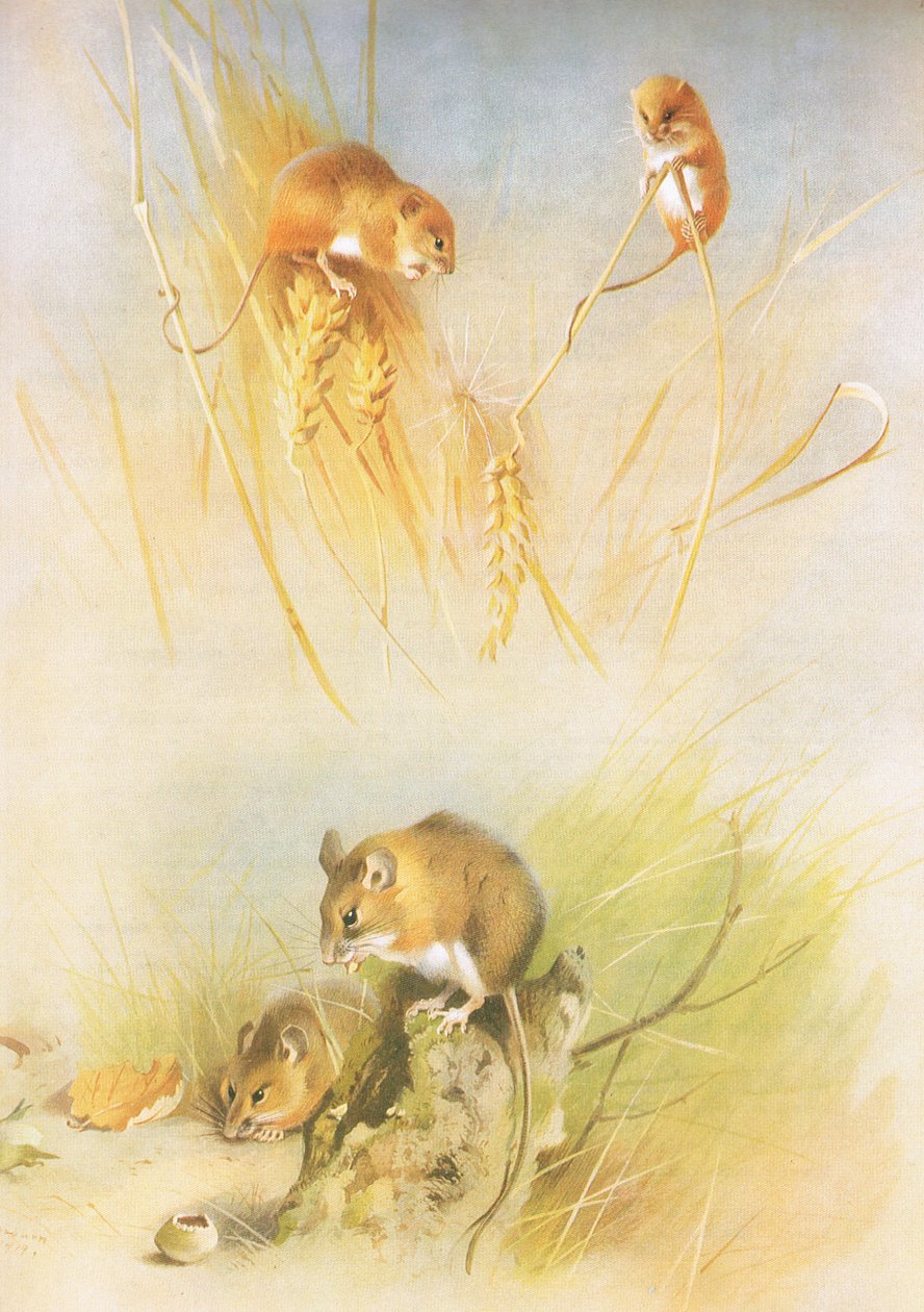 Ratón de campo y ratón de madera, de los mamíferos de Thorburn publicado por Longmans and Co, c. 1920 de Archibald Thorburn