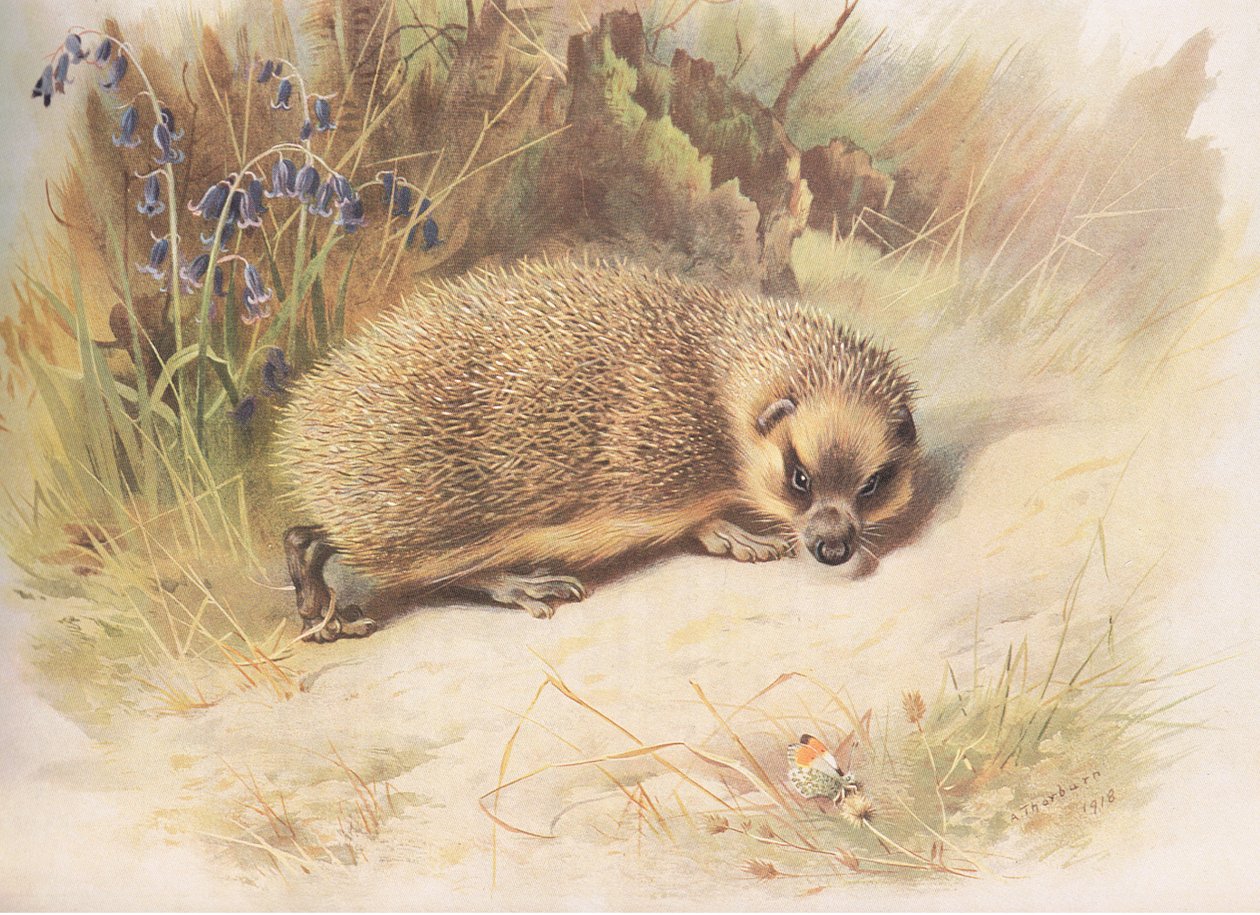 Erizo, de Mamíferos de Thorburn publicado por Longmans and Co, c. 1920 de Archibald Thorburn