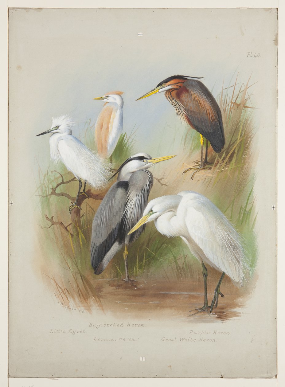Garzas y garceta, c.1915 de Archibald Thorburn
