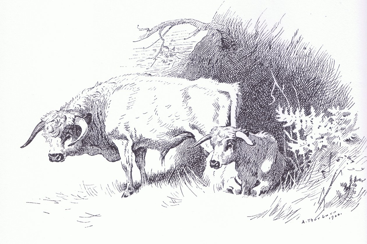 Ganado de las tierras altas, pub. por Book Club Associates de Archibald Thorburn