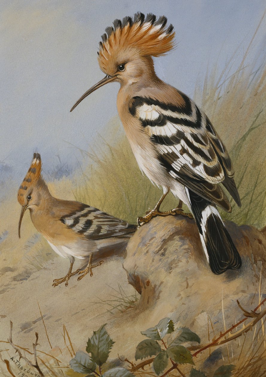 Abubillas de Archibald Thorburn