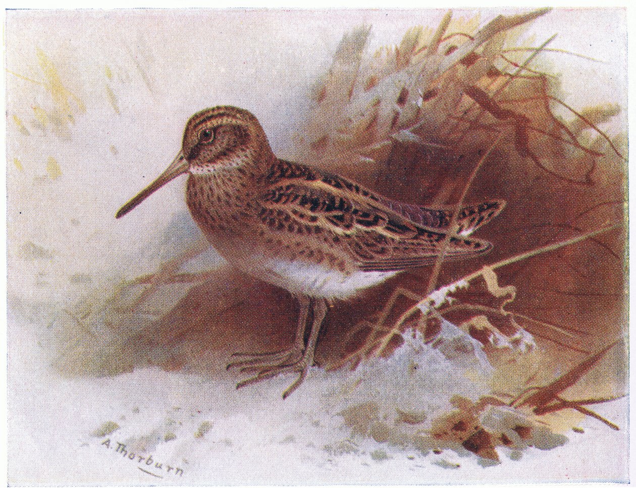 Agachadiza Chica, de Aves de las Islas Británicas y Sus Huevos publicado por Frederick Warne & Co Ltd, 1958 de Archibald Thorburn