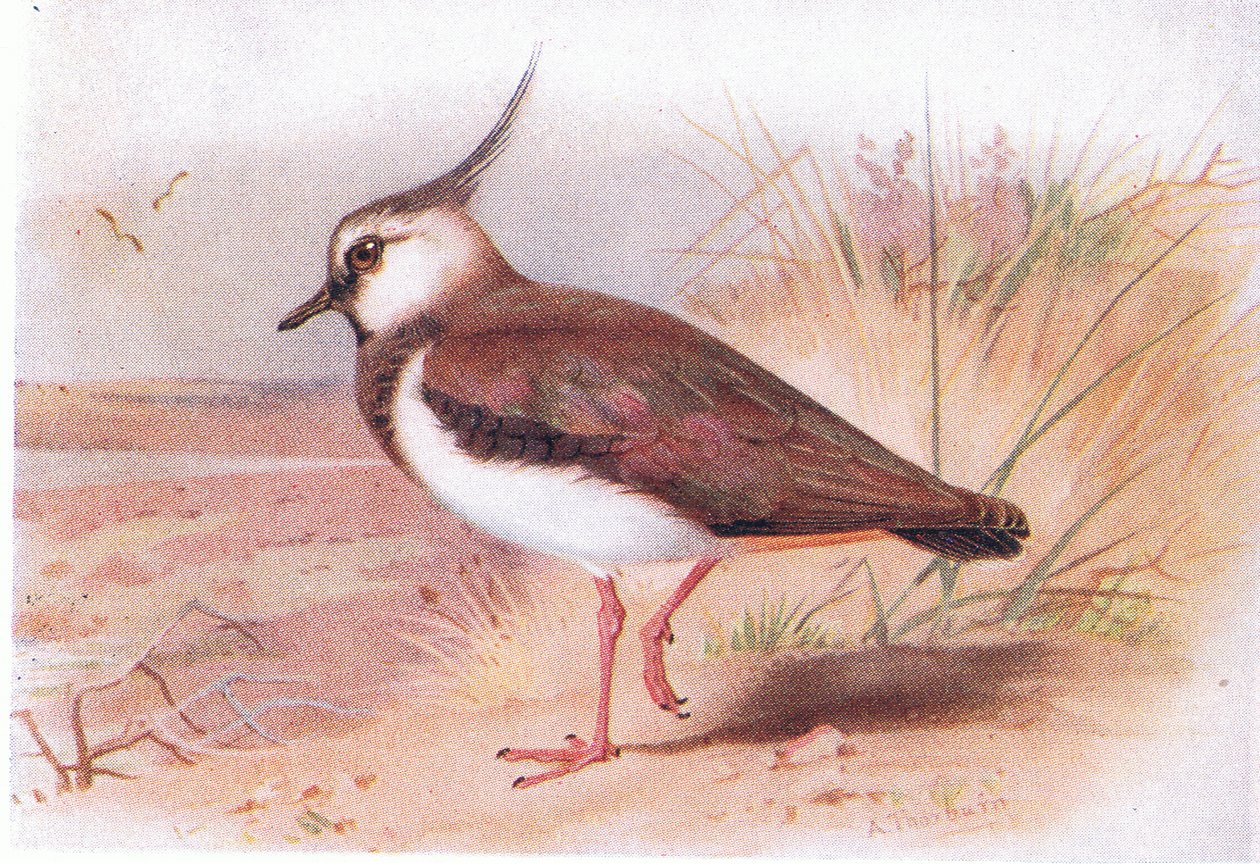 Avefría, de Aves de las Islas Británicas y sus Huevos publicado por Frederick Warne & Co Ltd, 1958 de Archibald Thorburn