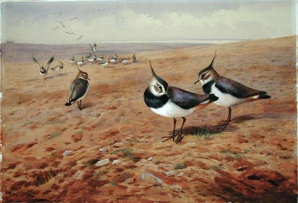 Avefrías en el Arado de Archibald Thorburn