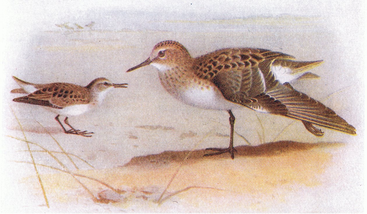 Correlimos Menudo, de Aves de las Islas Británicas y Sus Huevos publicado por Frederick Warne & Co Ltd, 1958 de Archibald Thorburn