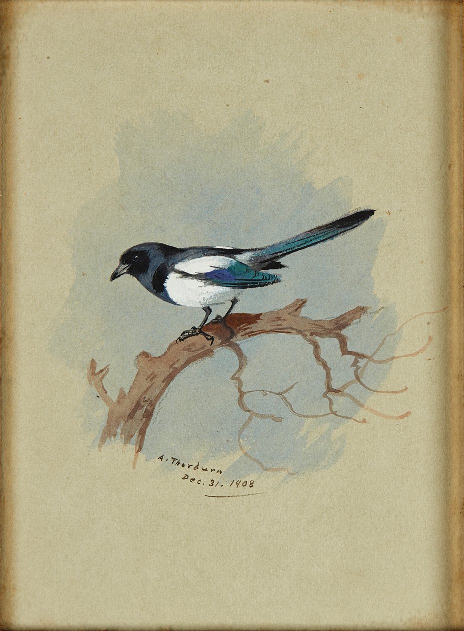 Urraca en una rama de Archibald Thorburn