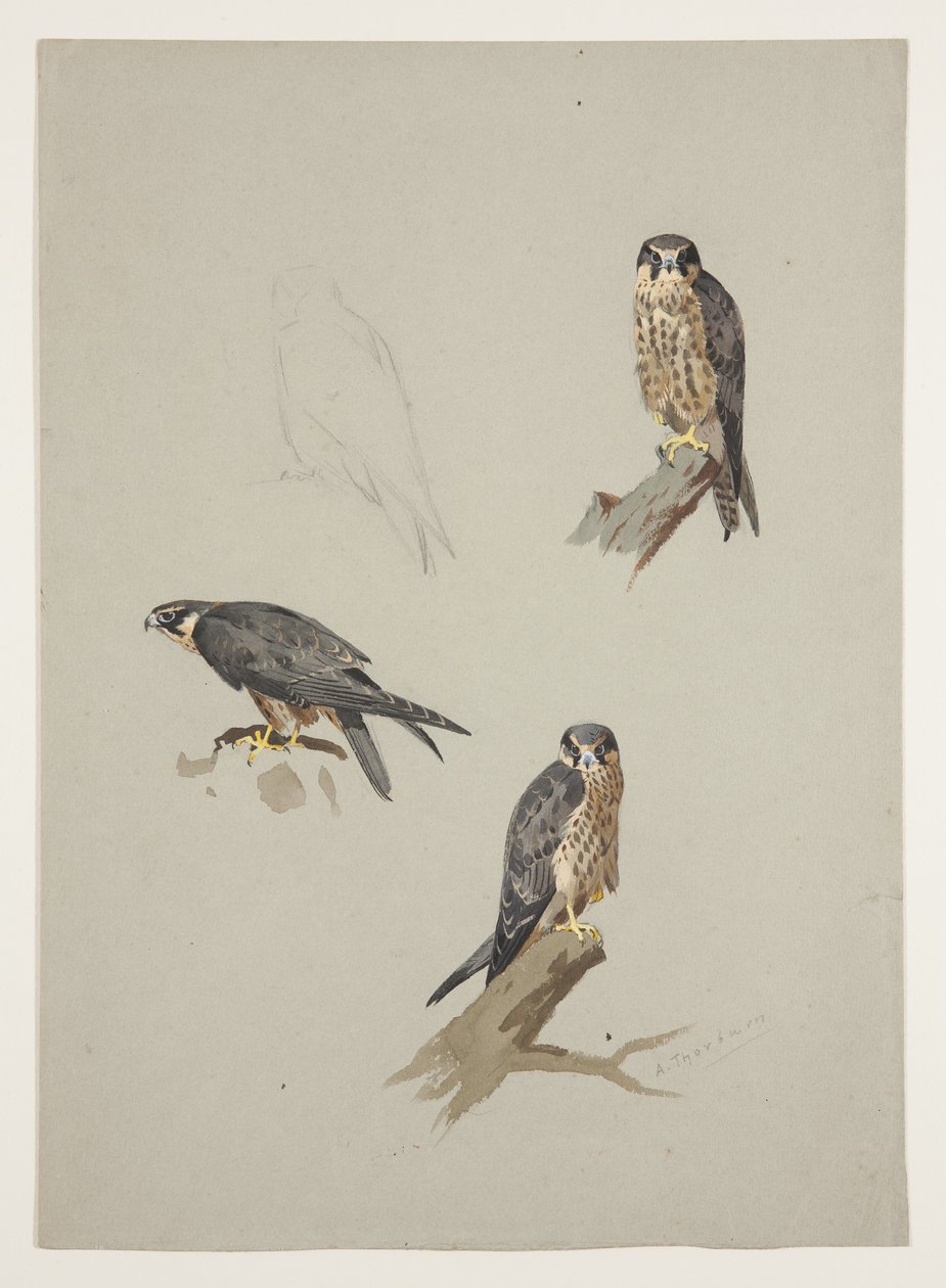 Merlín macho, c.1915 de Archibald Thorburn
