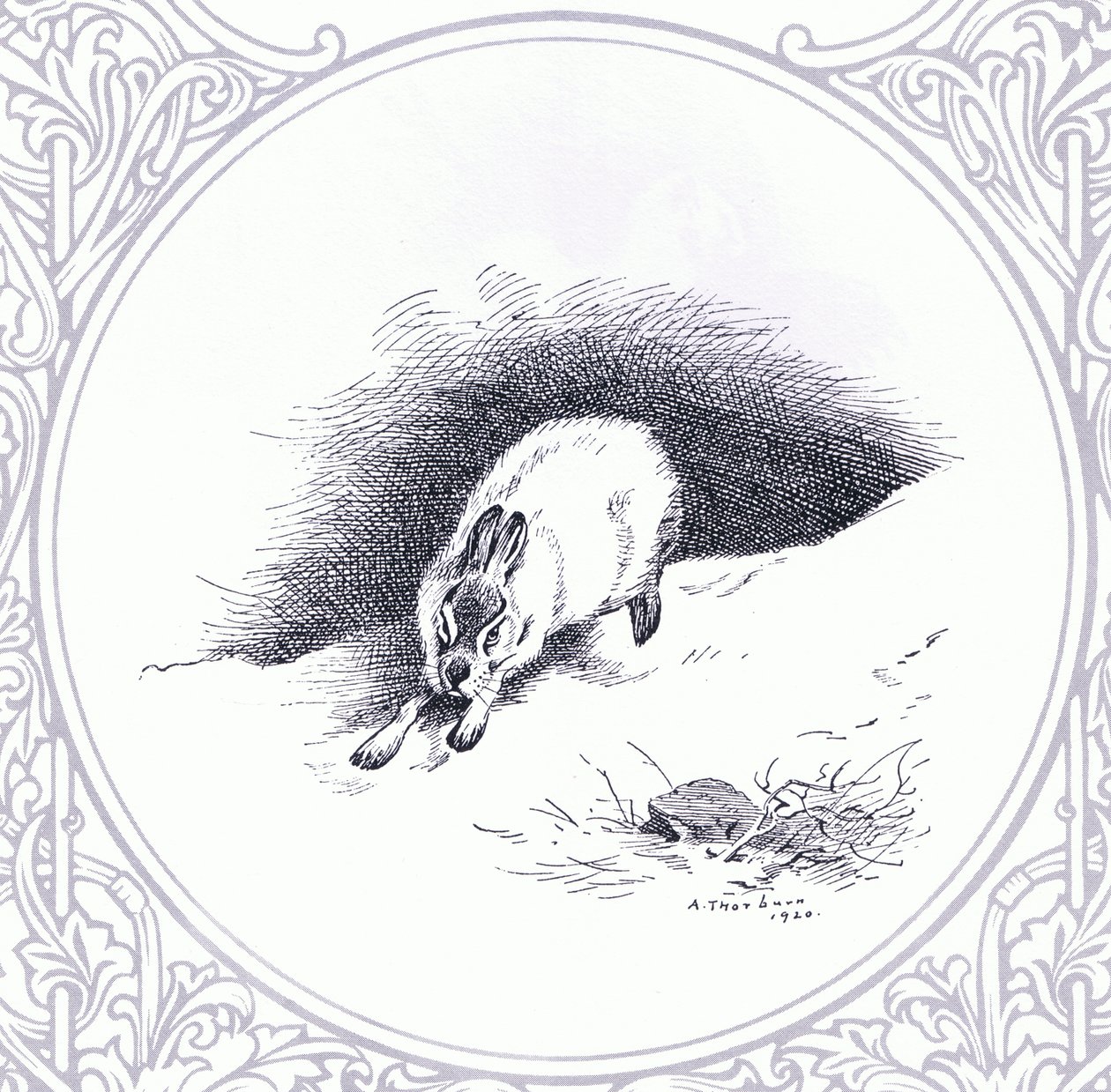Liebre de montaña, pub. por Book Club Associates de Archibald Thorburn