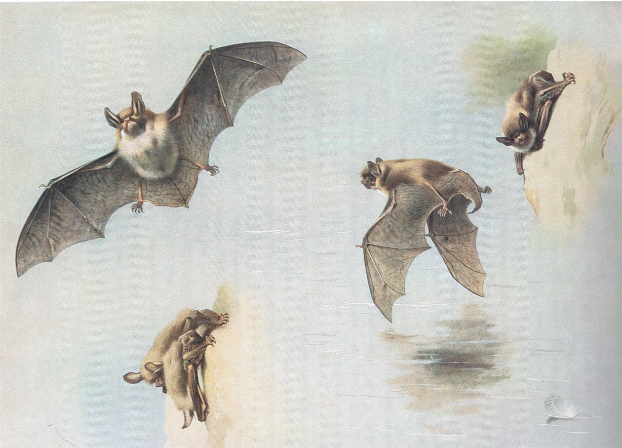 Murciélago de Natterer y murciélago de Daubenton, de Mamíferos de Thorburn publicado por Longmans and Co, c. 1920 de Archibald Thorburn