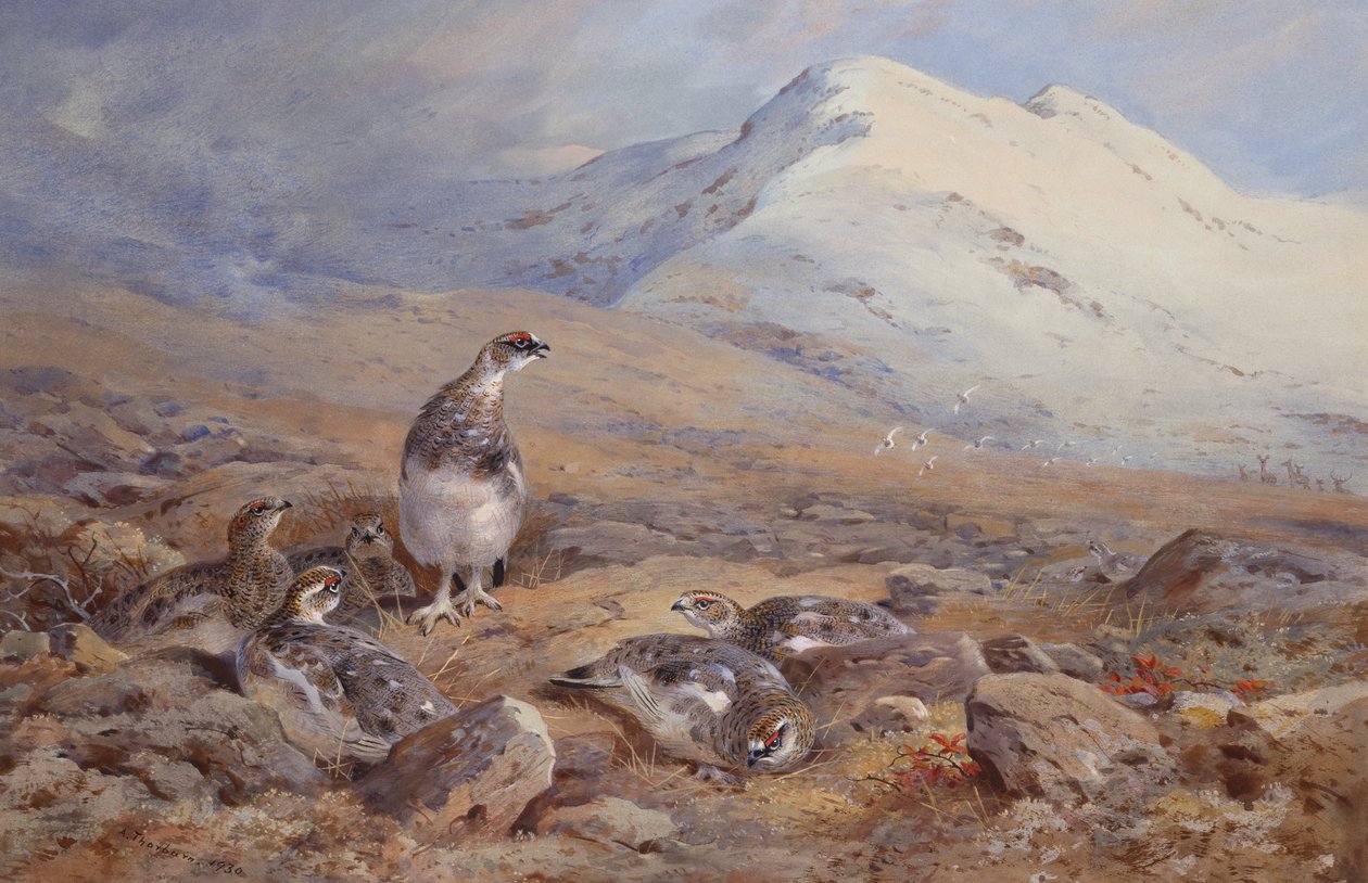 En el suelo de la perdiz blanca (acuarela) de Archibald Thorburn