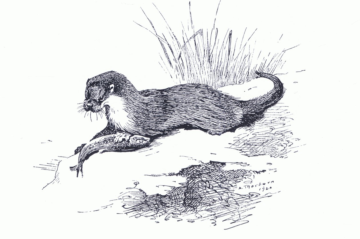 Nutria con pez, de Mamíferos de Thorburn publicado por Longmans and Co, c. 1920 de Archibald Thorburn