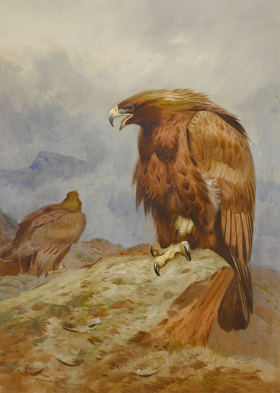 Pareja de águilas reales de Archibald Thorburn