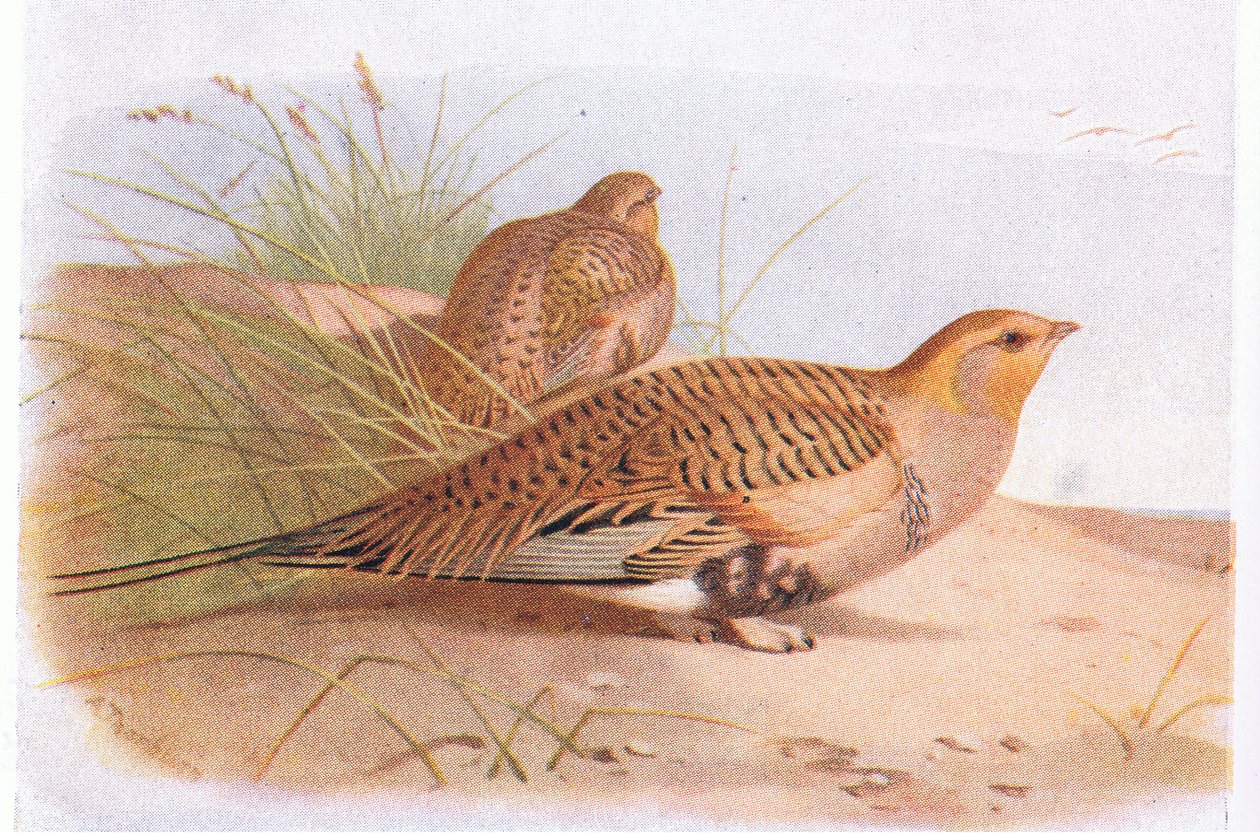 Ganga de Pallas, de Aves de las Islas Británicas y Sus Huevos publicado por Frederick Warne & Co Ltd, 1958 de Archibald Thorburn