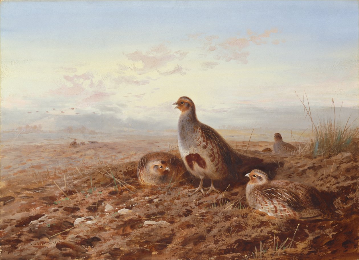Perdices entre rastrojos de Archibald Thorburn