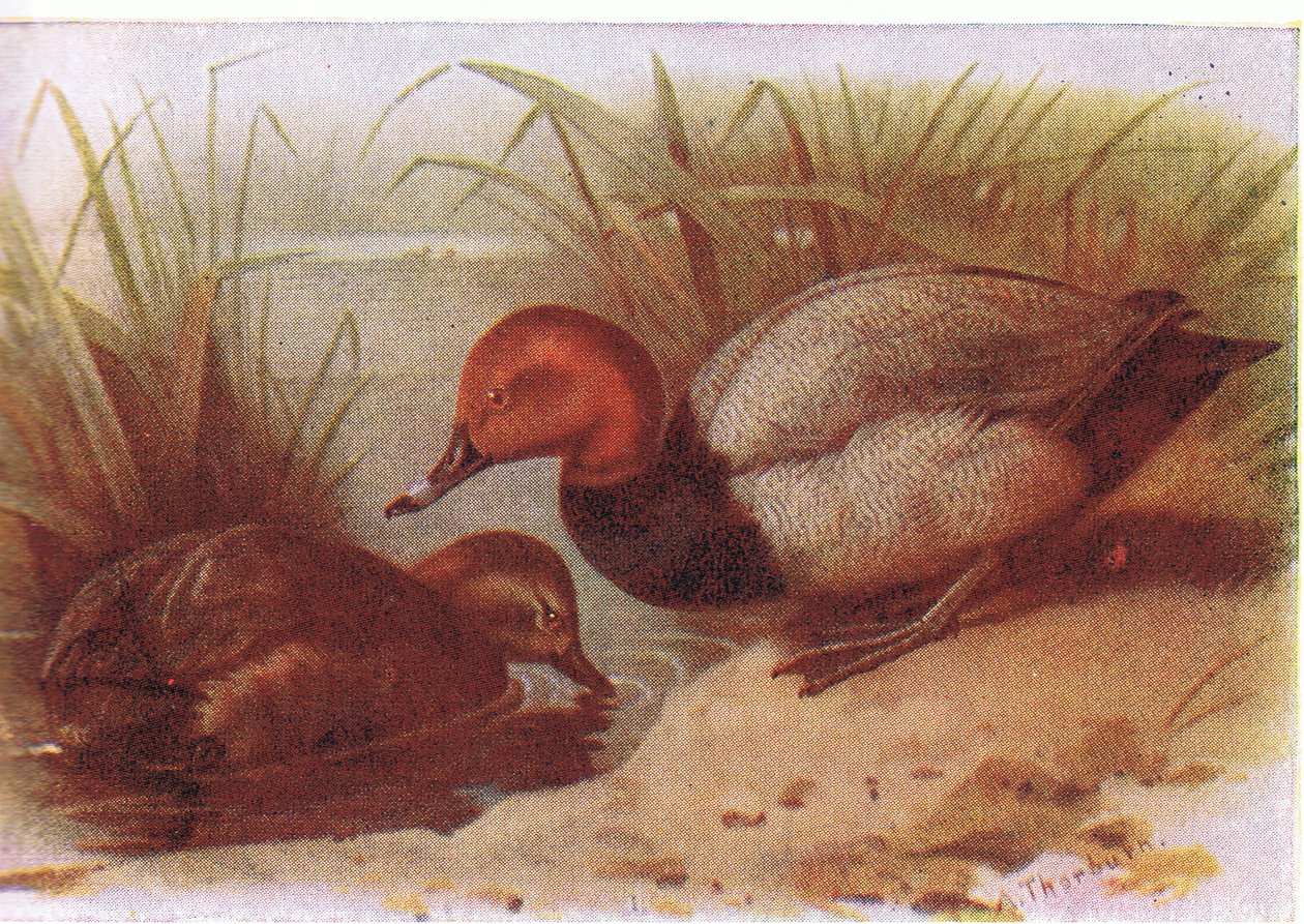Porrón de Archibald Thorburn