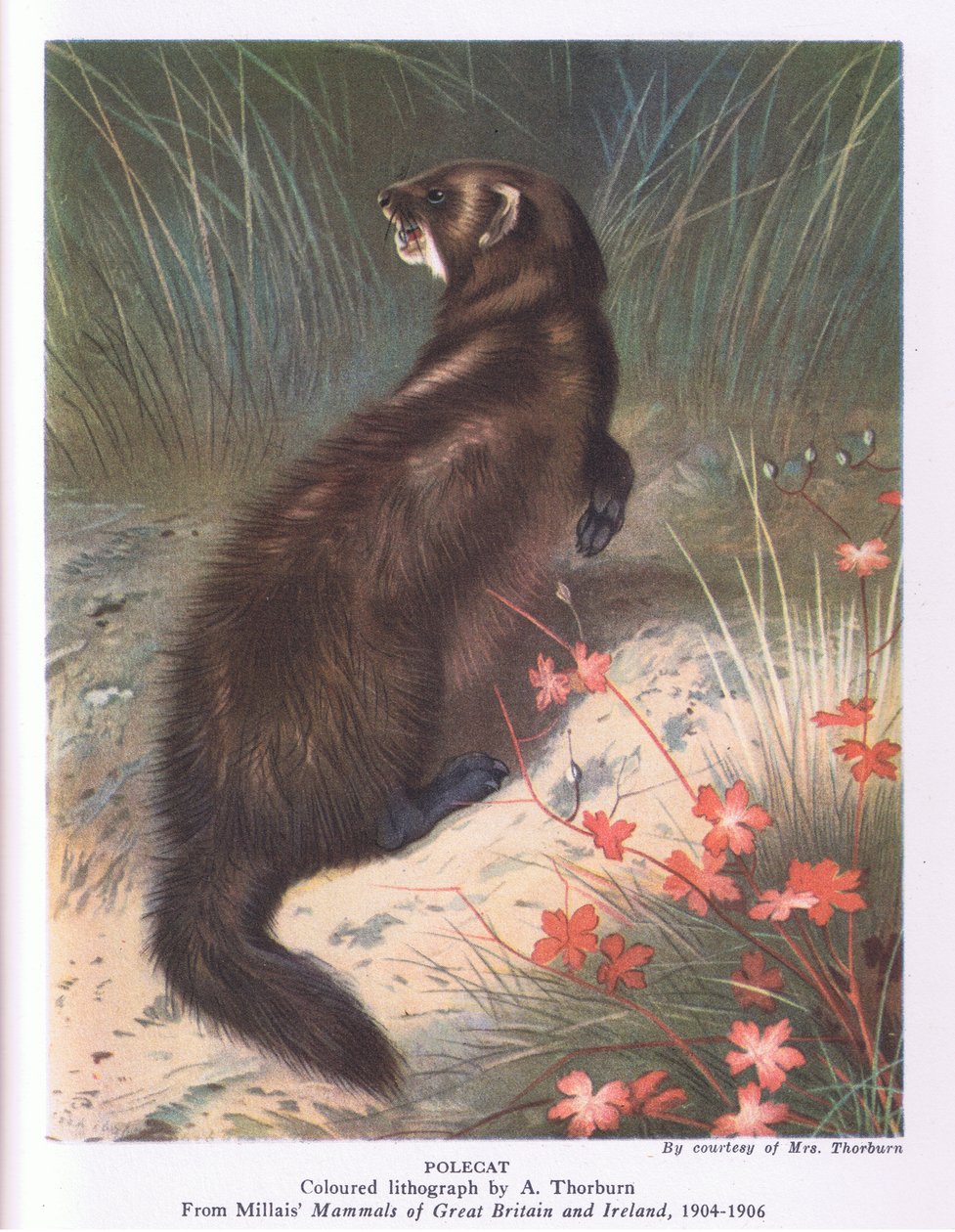 Turón, Naturaleza en Gran Bretaña publicado por Collins de Archibald Thorburn