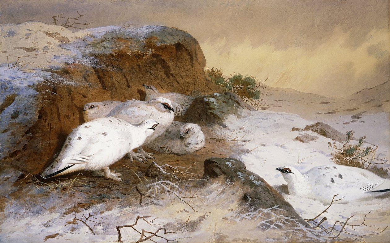 Perdiz nival en la nieve de Archibald Thorburn