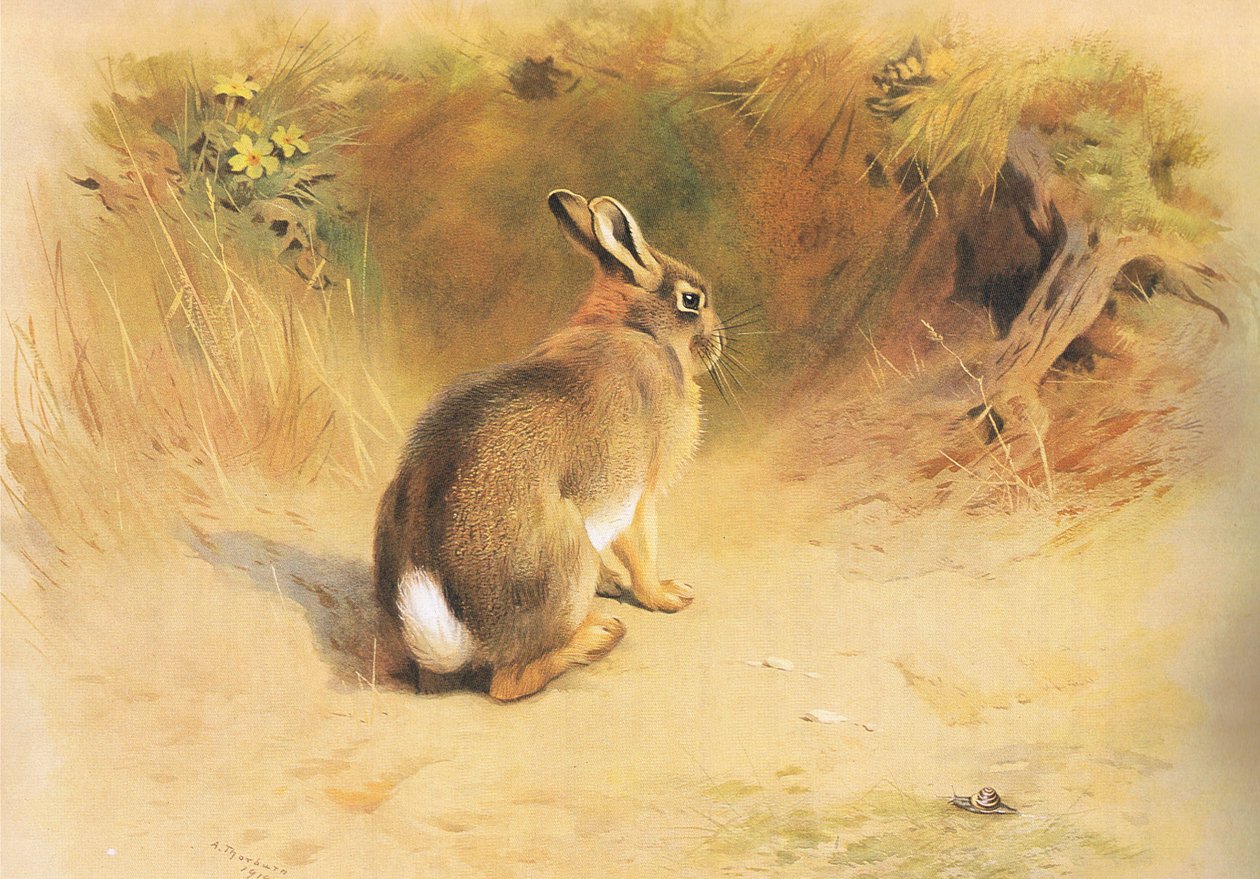 Conejo, de los mamíferos de Thorburn publicado por Longmans and Co, c. 1920 de Archibald Thorburn