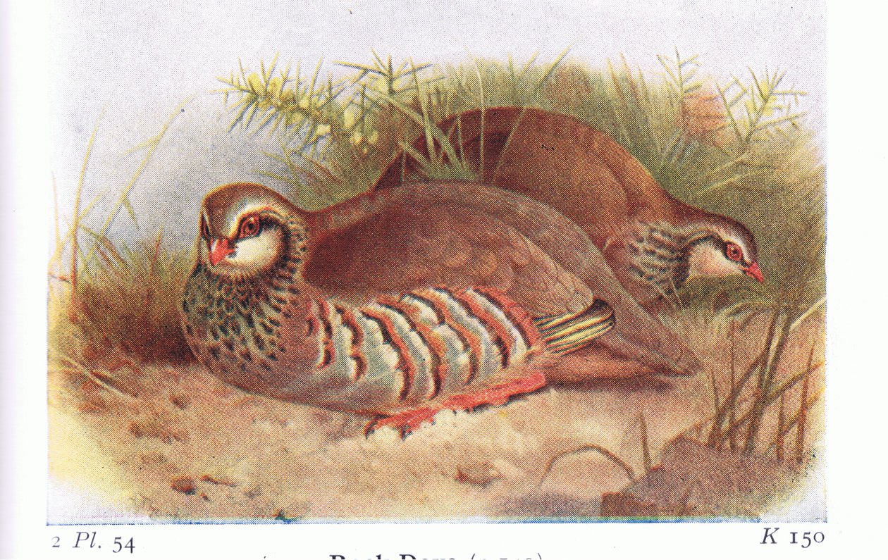 Perdiz Roja, de Aves de las Islas Británicas y Sus Huevos publicado por Frederick Warne & Co Ltd, 1958 de Archibald Thorburn
