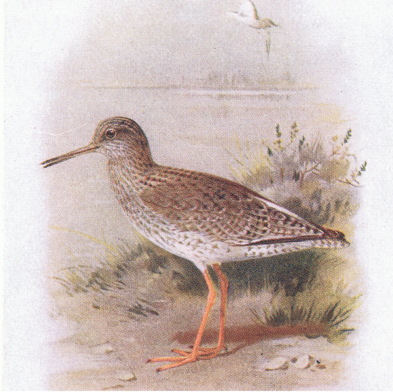 Archibebe común, de Aves de las Islas Británicas y sus Huevos publicado por Frederick Warne & Co Ltd, 1958 de Archibald Thorburn