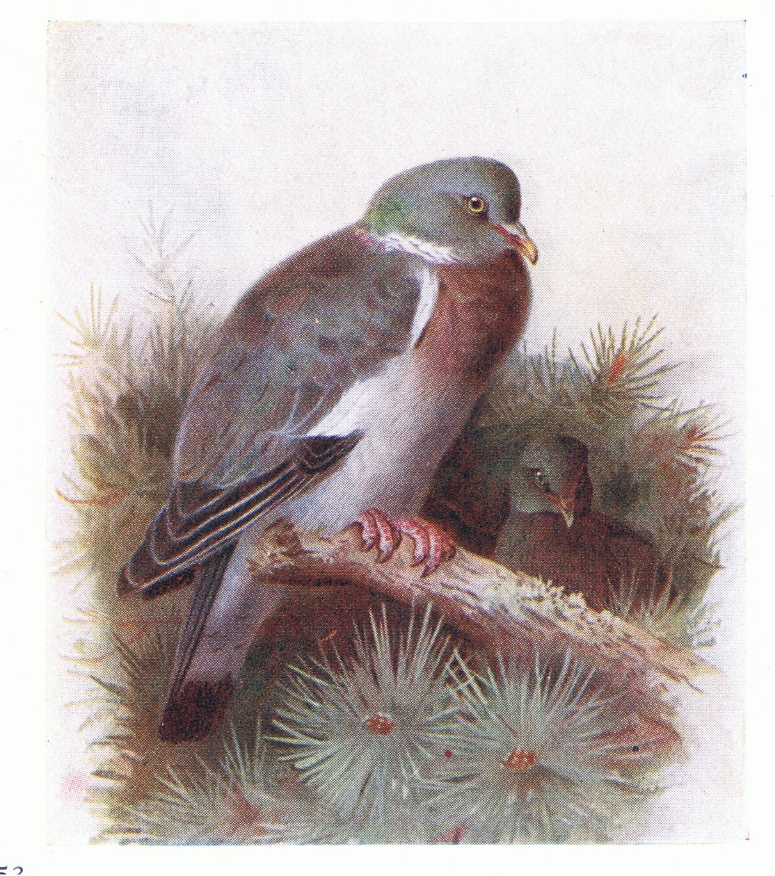 Paloma Torcaz, de Aves de las Islas Británicas y Sus Huevos publicado por Frederick Warne & Co Ltd, 1958 de Archibald Thorburn