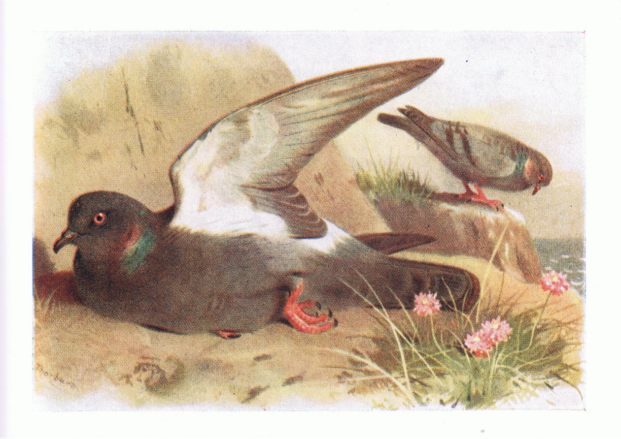 Paloma Bravía, de Aves de las Islas Británicas y Sus Huevos publicado por Frederick Warne & Co Ltd, 1958 de Archibald Thorburn