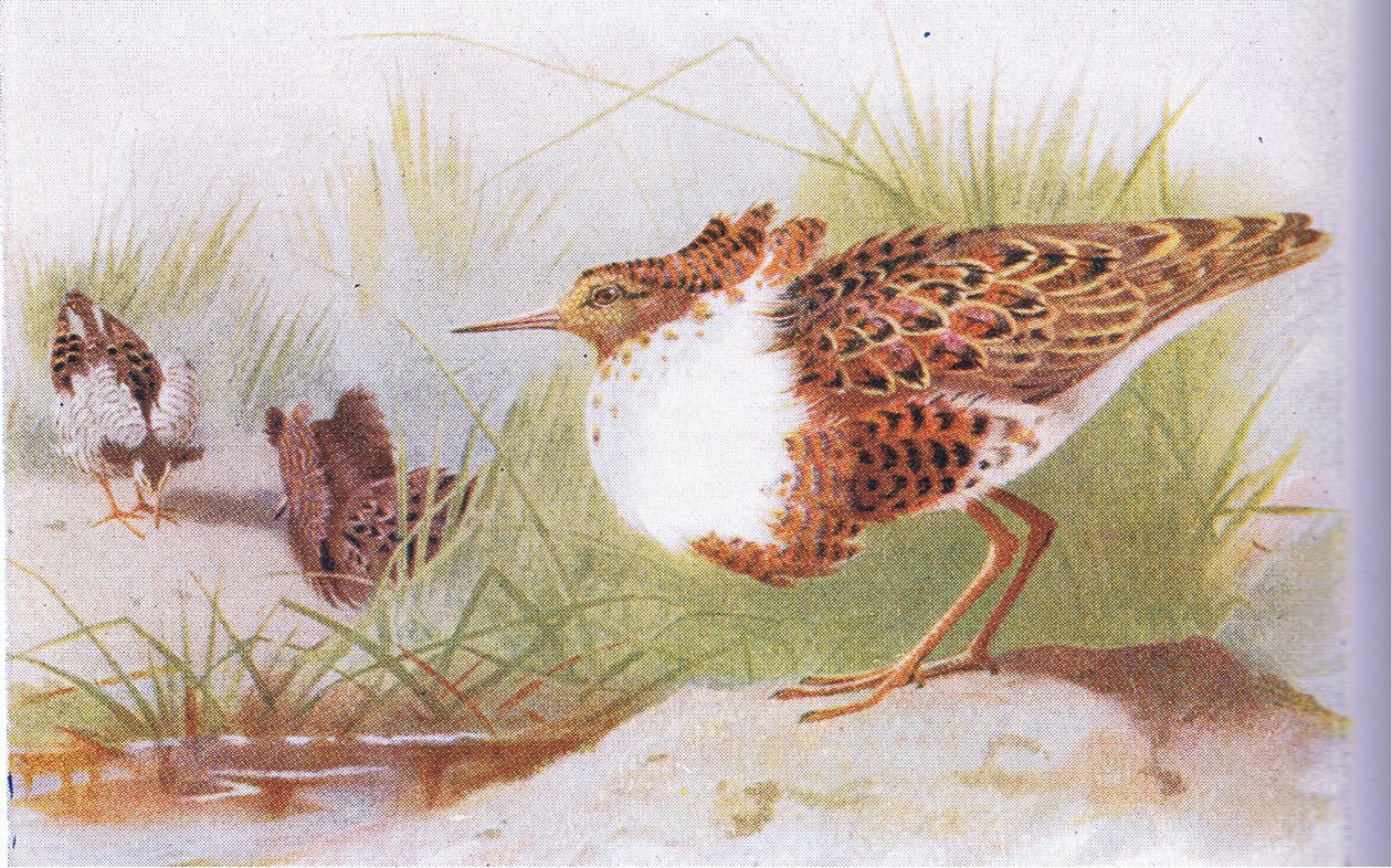 Combatientes y Reevos, de Aves de las Islas Británicas y Sus Huevos publicado por Frederick Warne & Co Ltd, 1958 de Archibald Thorburn