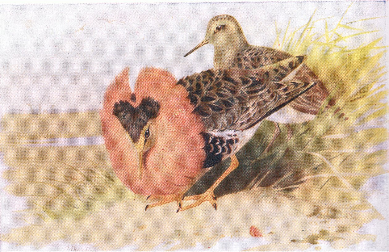 Combatientes y Reevos, de Aves de las Islas Británicas y Sus Huevos publicado por Frederick Warne & Co Ltd, 1958 de Archibald Thorburn